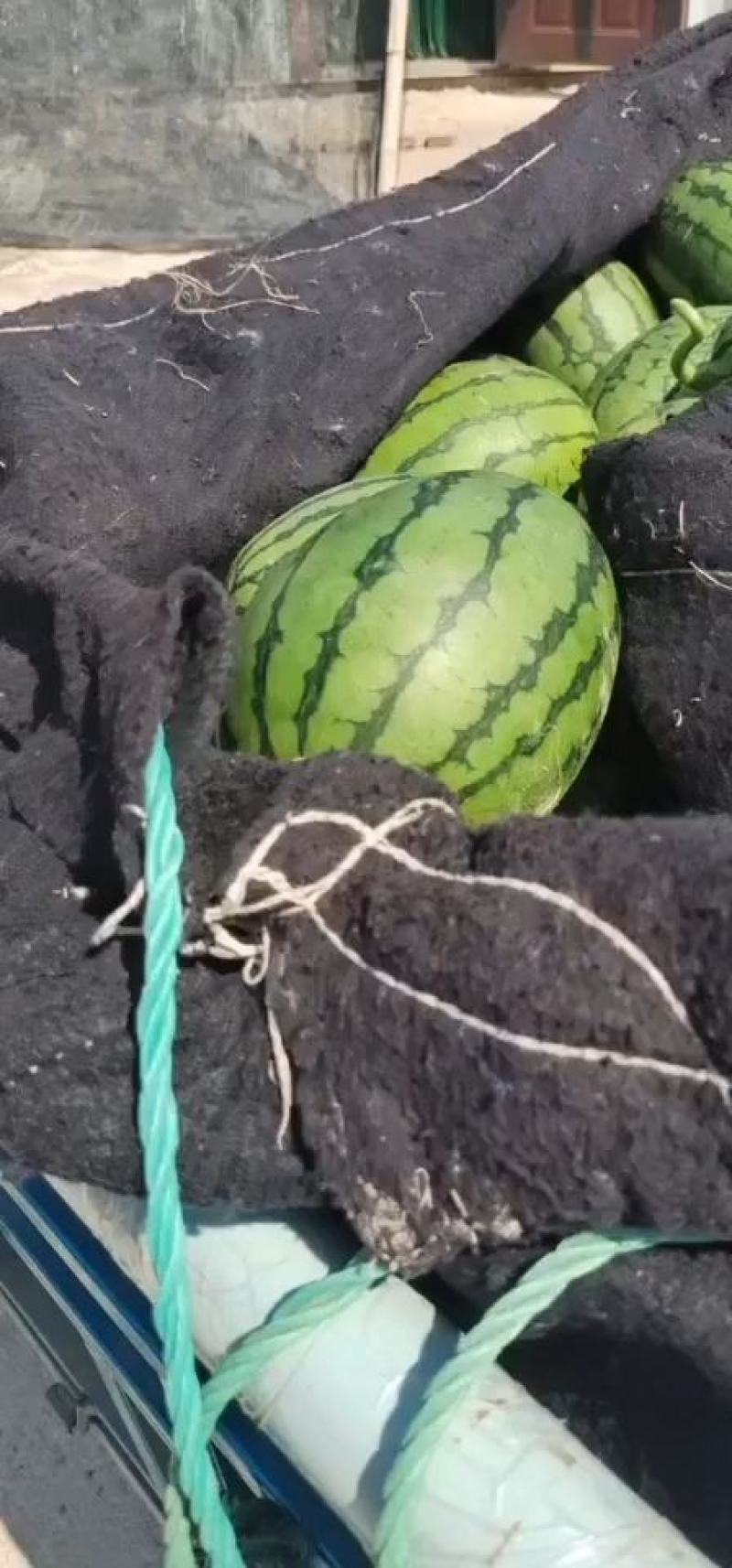 （热推）潍坊红玉西瓜手撕小西瓜大量上市视频看货