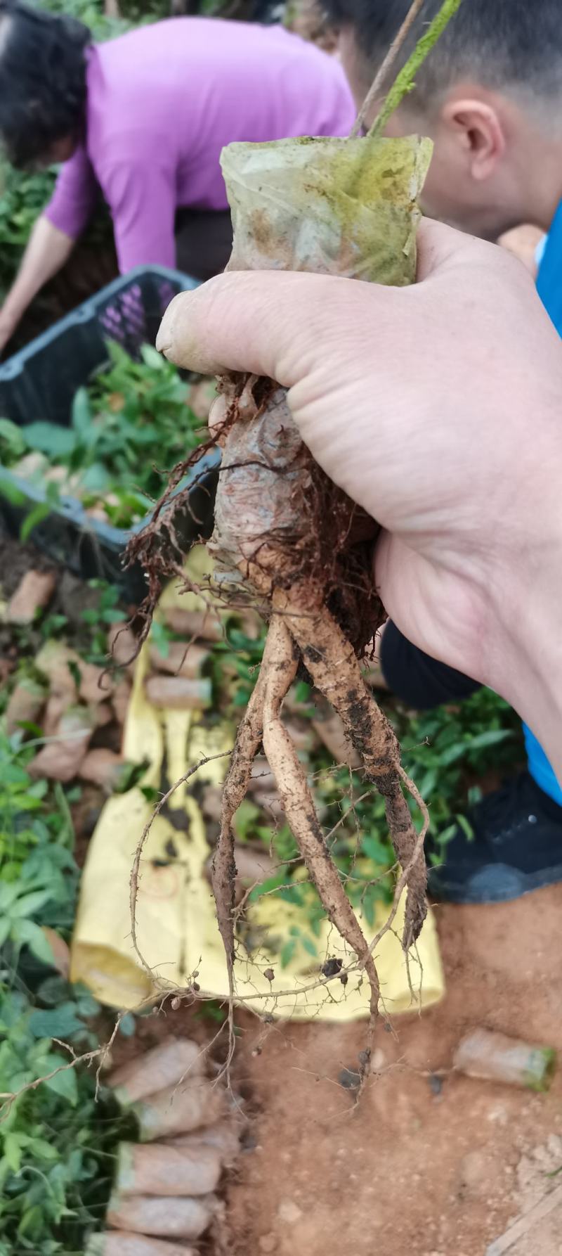 小叶牛大力苗。结薯率高，一年苗，靓