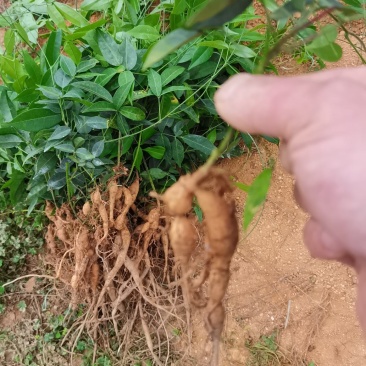 小叶牛大力苗。结薯率高，一年苗，靓
