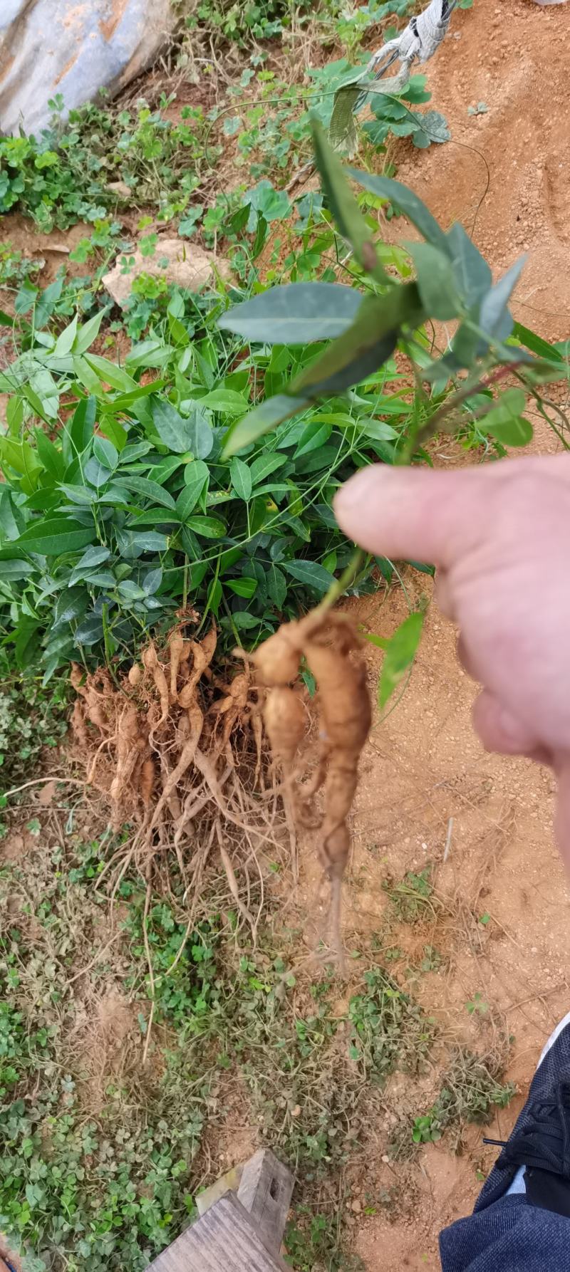 小叶牛大力苗。结薯率高，一年苗，靓