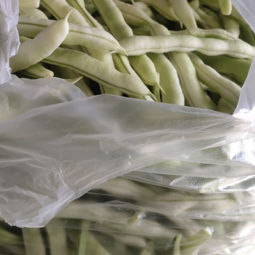 山东高密精品芸豆大量上市