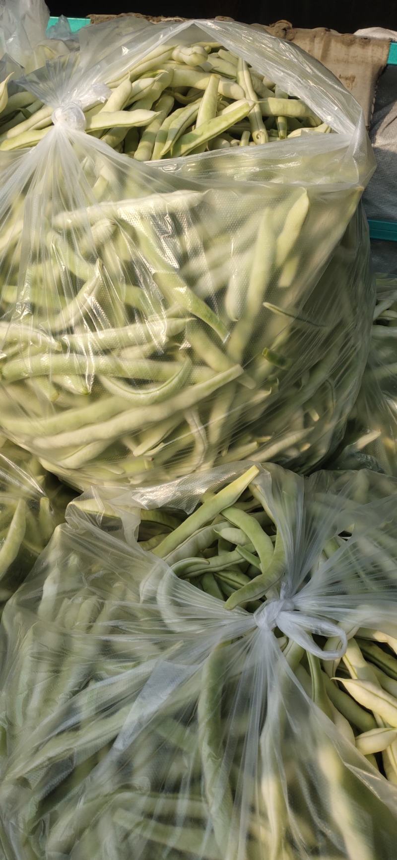 山东高密精品芸豆大量上市