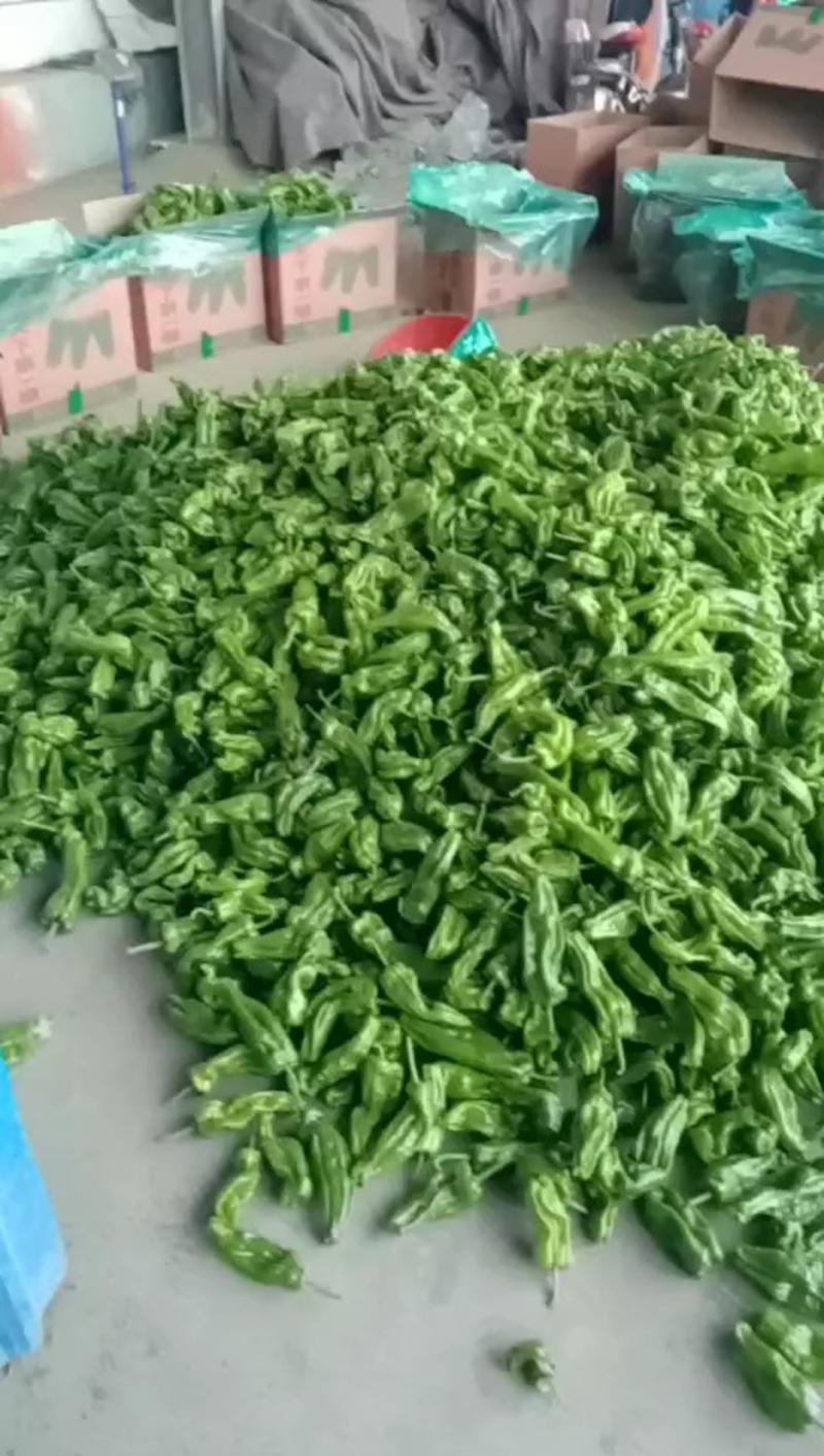 山东兰陵精品芜湖大辣椒，大量上市了，质量很好，价格不高，