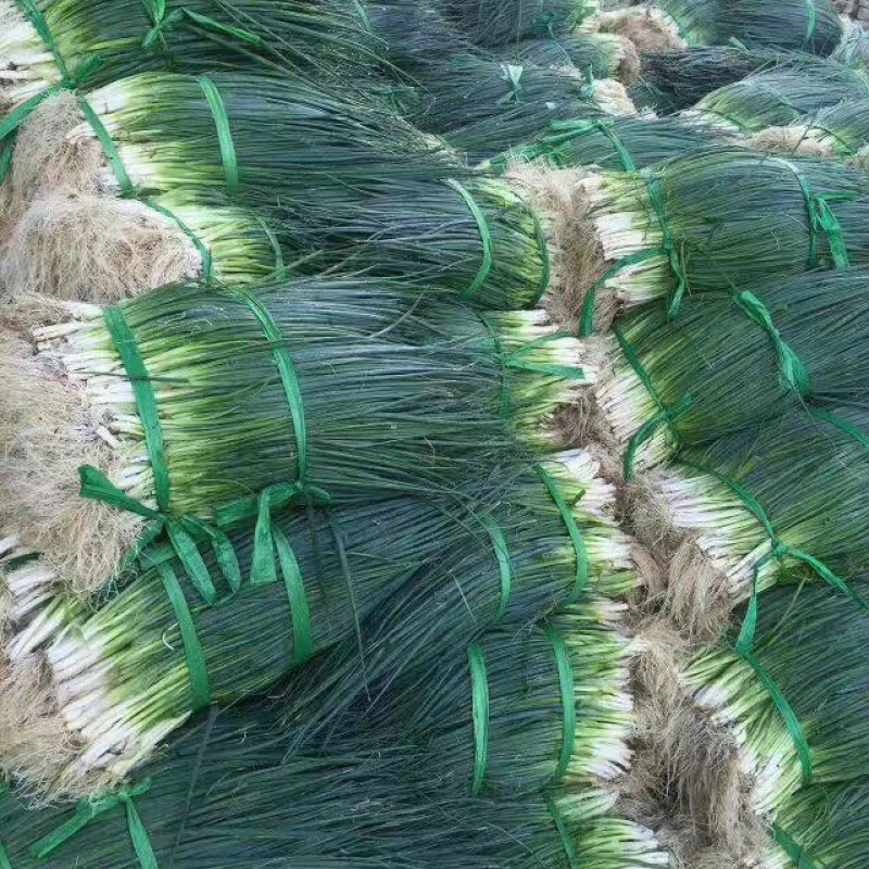 广东小葱，耐高温没蓝粉，颜色好，硬度够，靓货