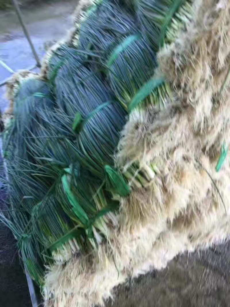 广东小葱，耐高温没蓝粉，颜色好，硬度够，靓货