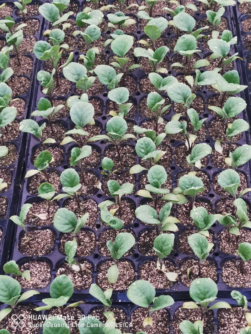 优质西瓜苗，线椒苗，各种菜苗供应中