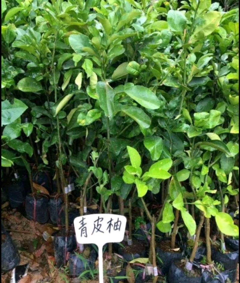 正宗泰国红宝石青柚苗青皮红肉柚子苗红心蜜柚苗纯正批发