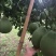 正宗泰国红宝石青柚苗青皮红肉柚子苗红心蜜柚苗纯正批发