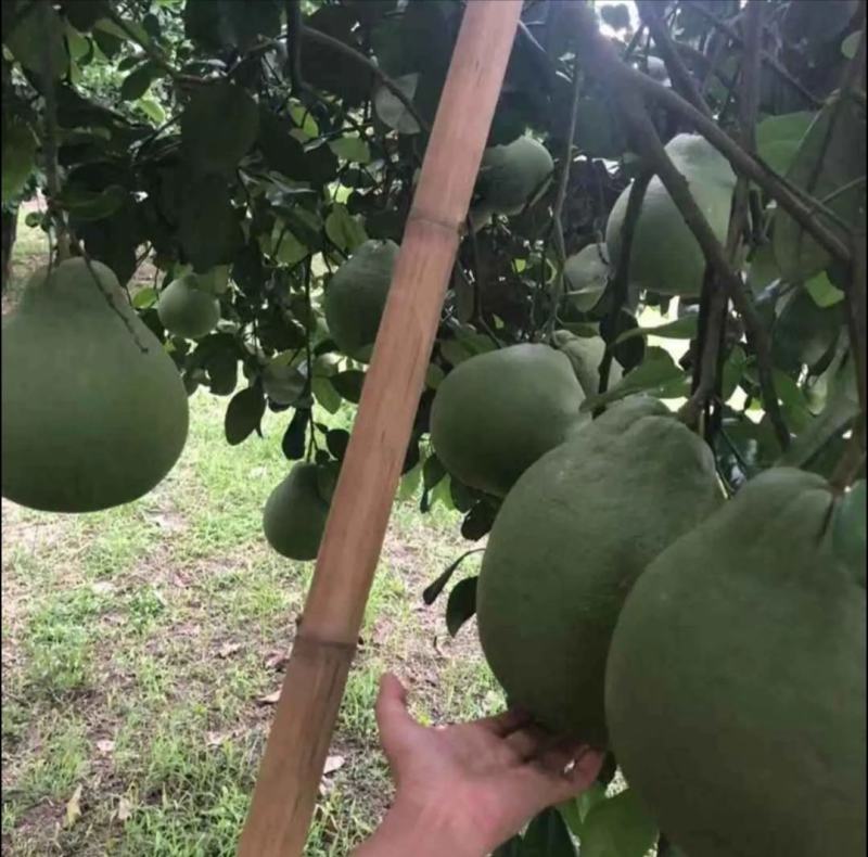 正宗泰国红宝石青柚苗青皮红肉柚子苗红心蜜柚苗纯正批发