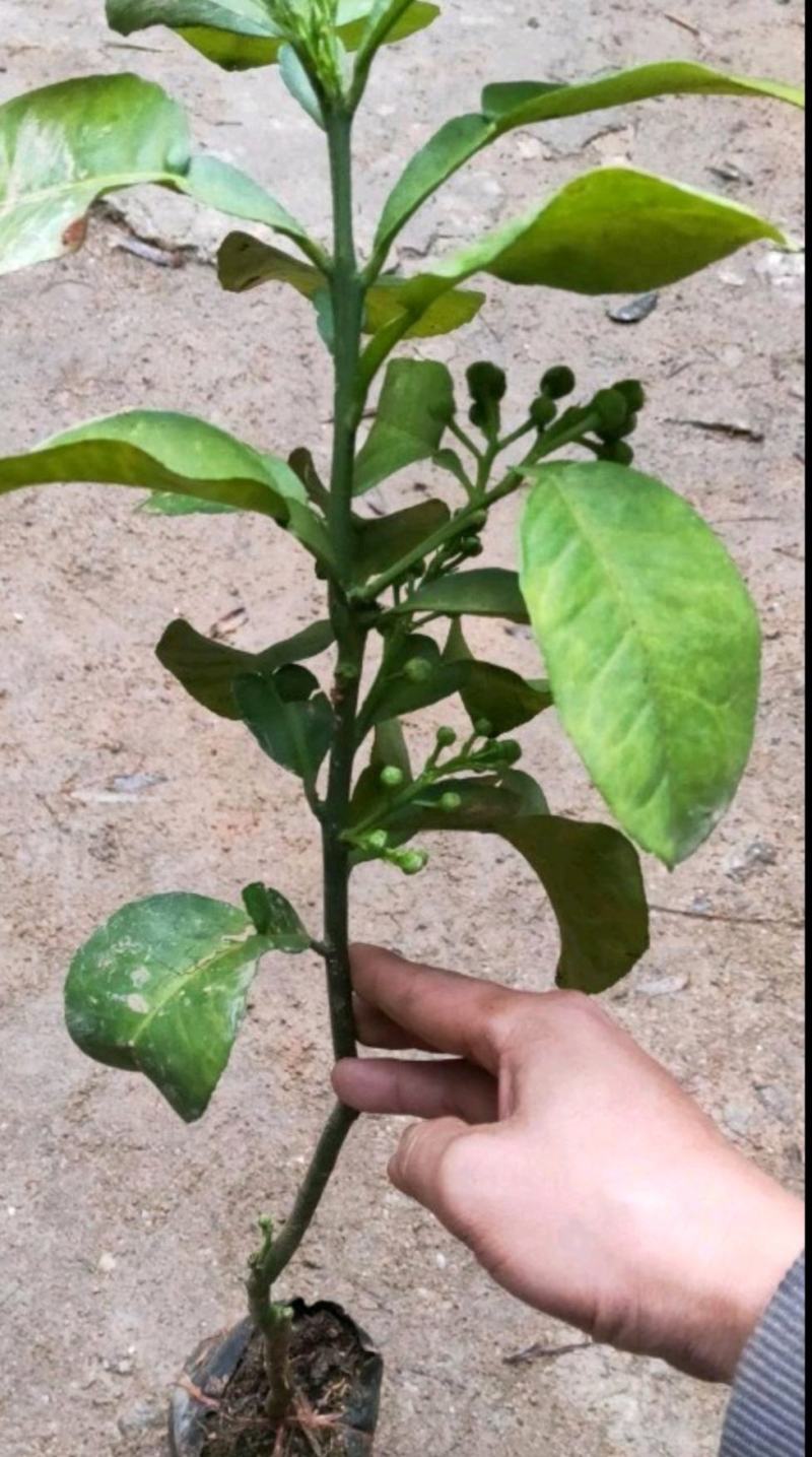正宗泰国红宝石青柚苗青皮红肉柚子苗红心蜜柚苗纯正批发