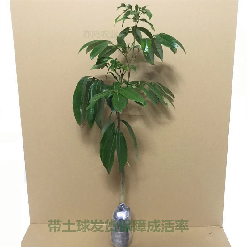正宗]仙进奉荔枝树苗观音绿荔枝苗挂绿荔枝树苗带土球叶子