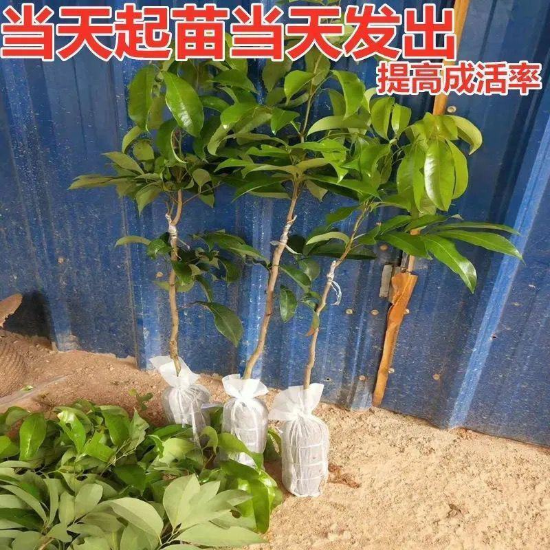 正宗]仙进奉荔枝树苗观音绿荔枝苗挂绿荔枝树苗带土球叶子