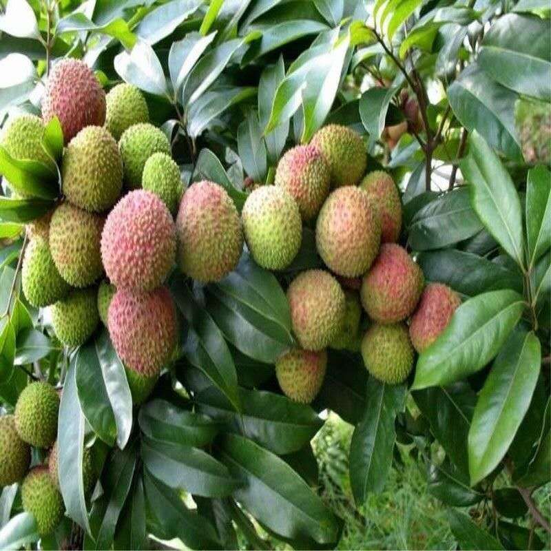 正宗]仙进奉荔枝树苗观音绿荔枝苗挂绿荔枝树苗带土球叶子