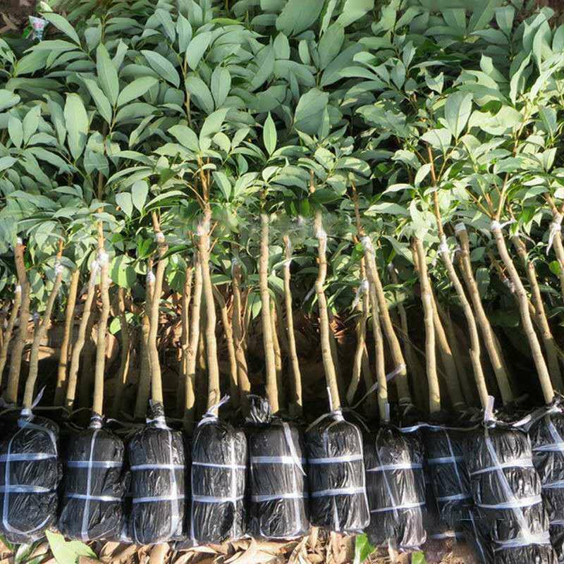 正宗]仙进奉荔枝树苗观音绿荔枝苗挂绿荔枝树苗带土球叶子