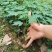 黄金木瓜苗种植6-8个月结果果肉多口感好