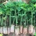 黄金木瓜苗种植6-8个月结果果肉多口感好