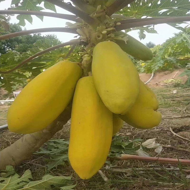 黄金木瓜苗种植6-8个月结果果肉多口感好