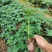 黄金木瓜苗种植6-8个月结果果肉多口感好