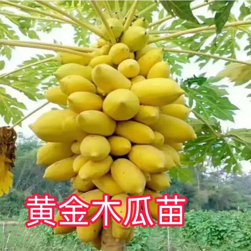 黄金木瓜苗种植6-8个月结果果肉多口感好