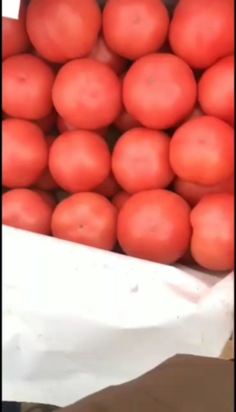 沧州市献县陌南镇李谢村大量供应西红柿上市了有要的和我聊系
