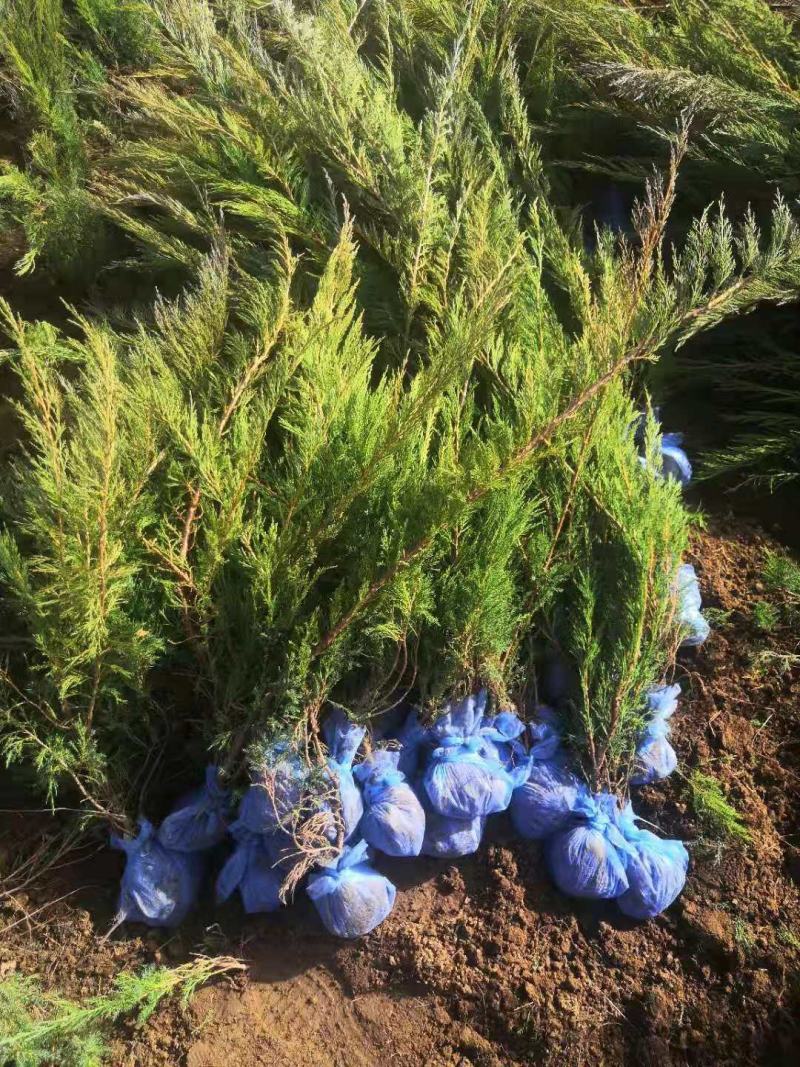 自己苗圃大量低价出售无纺布土球沙地柏小苗营养杯苗沙地柏