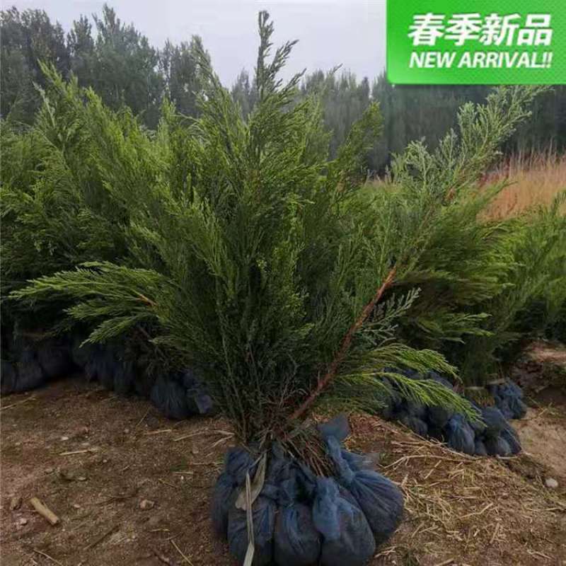 自己苗圃大量低价出售无纺布土球沙地柏小苗营养杯苗沙地柏