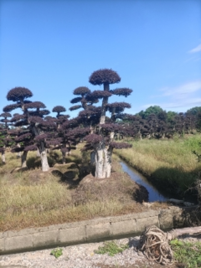造型红花继木桩（红叶红花）