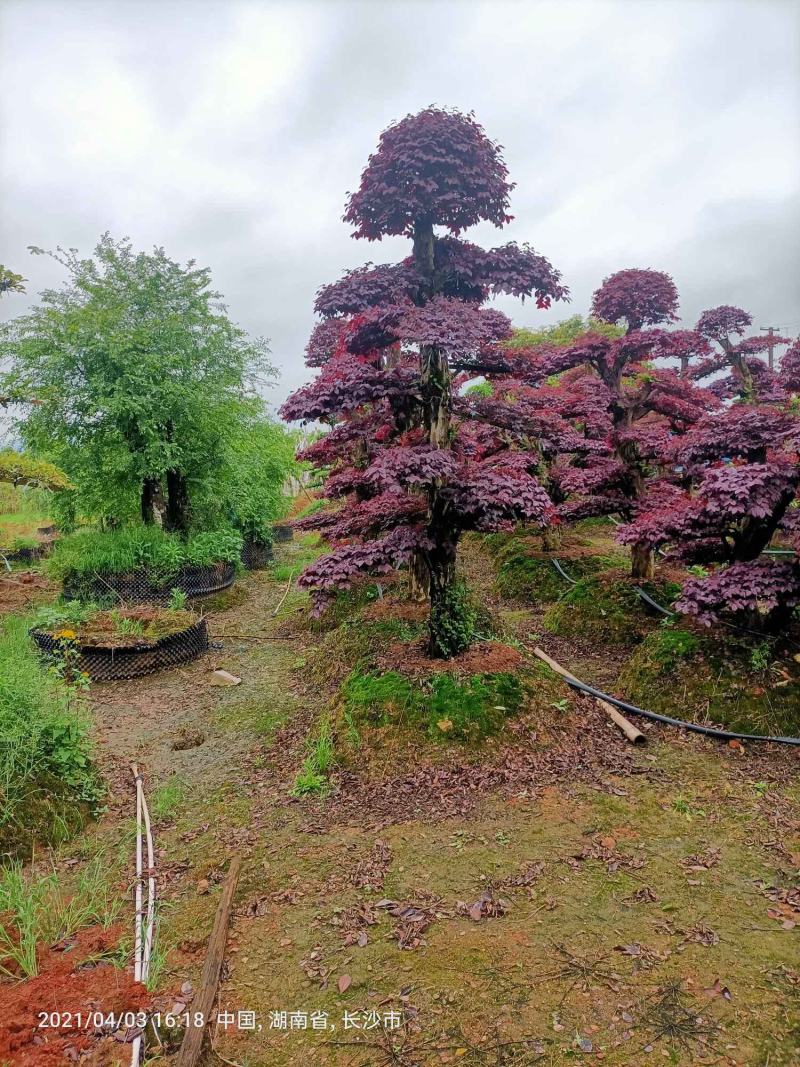 造型红花继木桩（红叶红花）