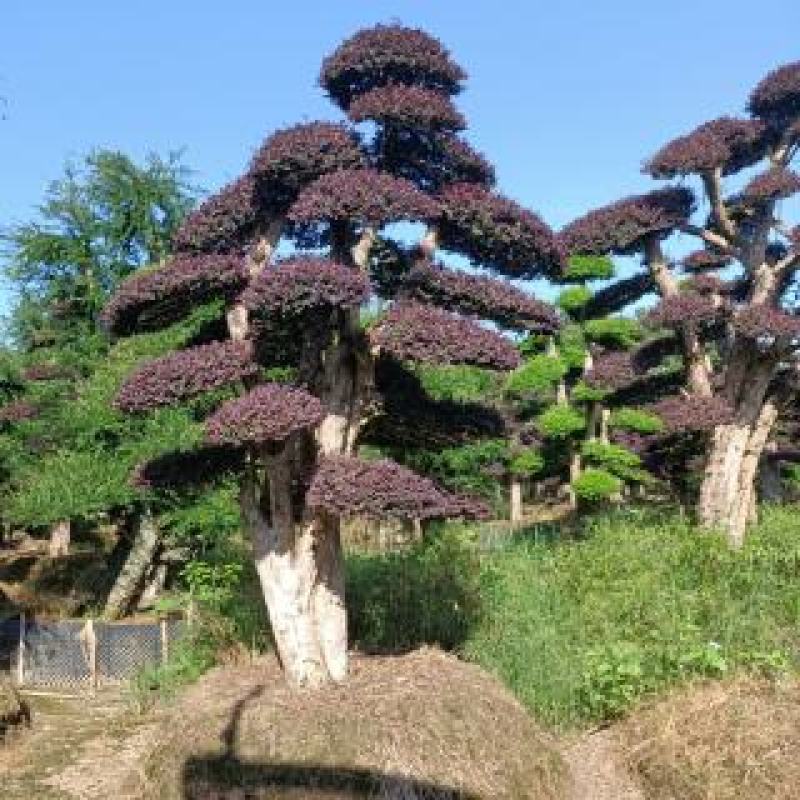 造型红花继木桩（红叶红花）