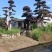 造型红花继木桩（红叶红花）