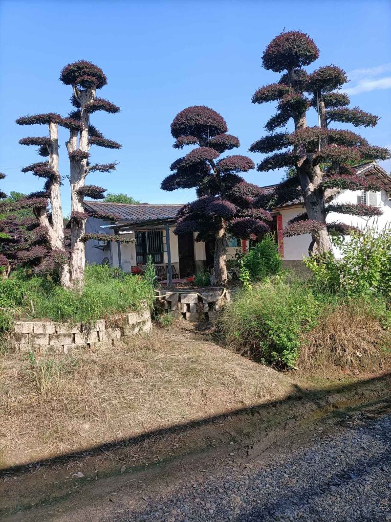 造型红花继木桩（红叶红花）