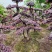 造型红花继木桩（红叶红花）