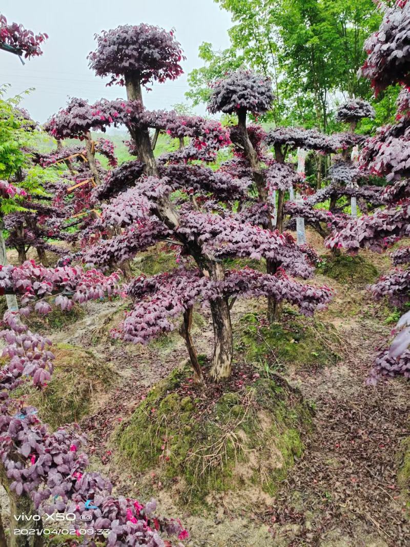 造型红花继木桩（红叶红花）