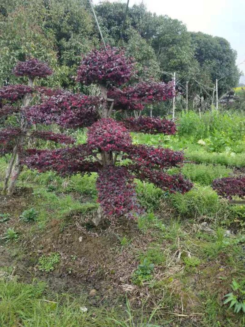 造型红花继木桩（红叶红花）