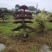 造型红花继木桩（红叶红花）