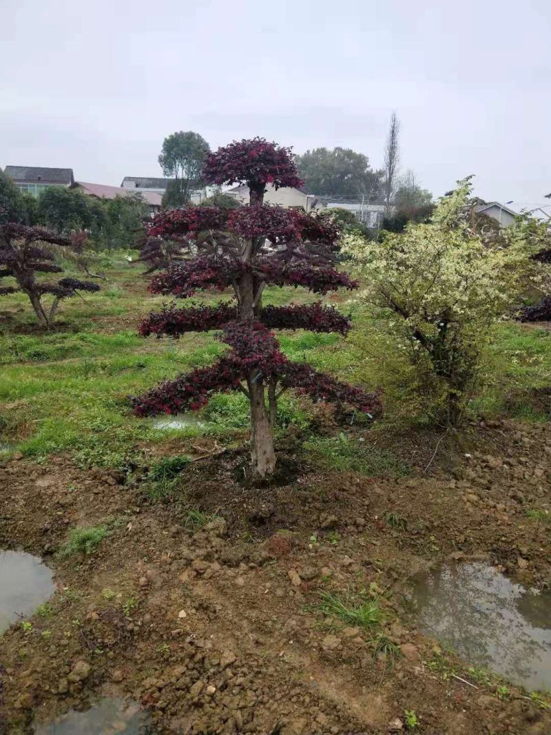 造型红花继木桩（红叶红花）