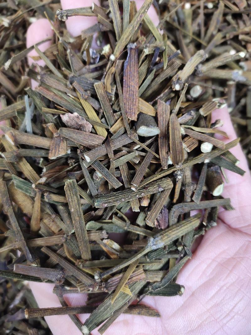 广西野生螃蟹脚桑树寄生茶一手货源，全国发货