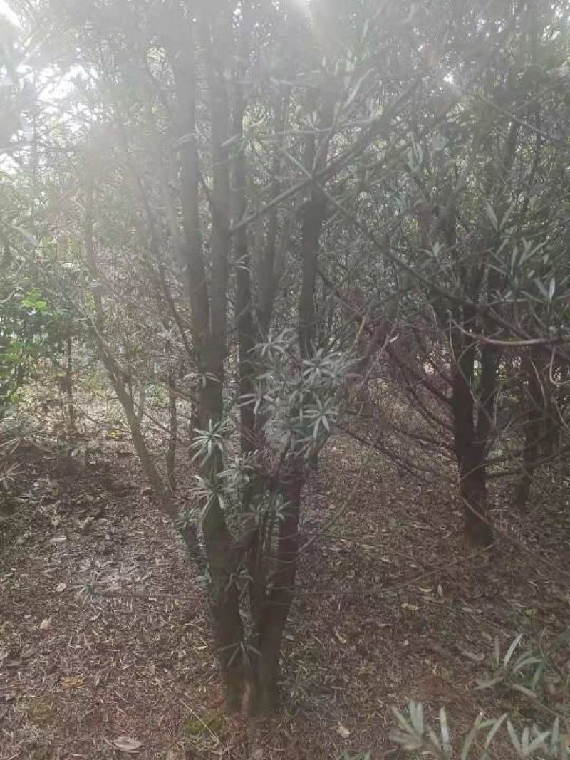 绿化苗木（造型罗汉松桩，罗汉松全冠树）