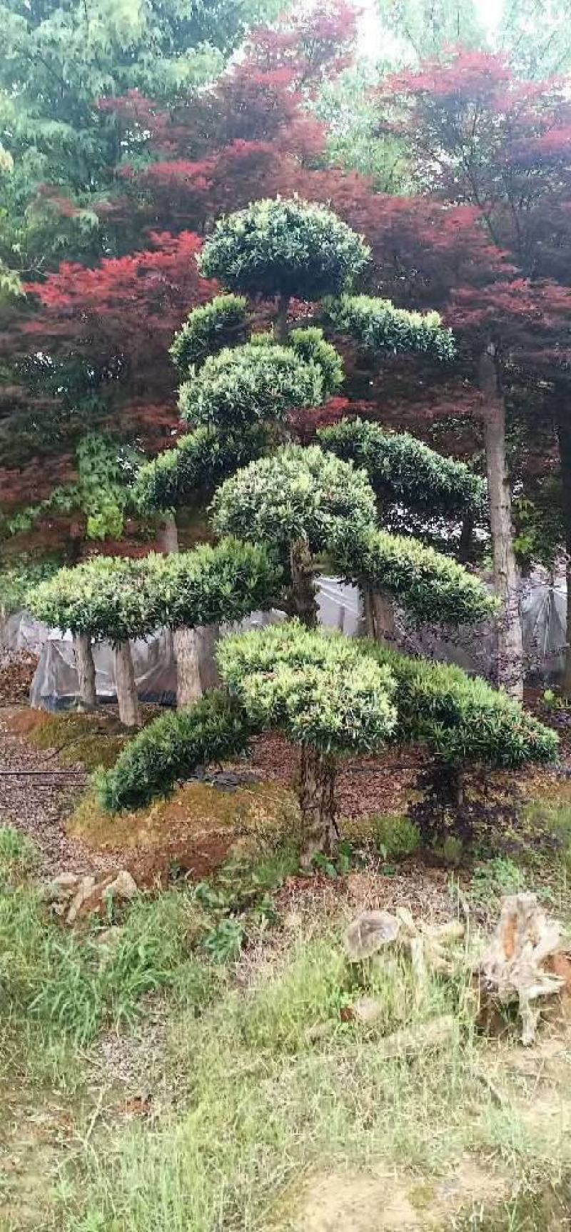 绿化苗木（造型罗汉松桩，罗汉松全冠树）