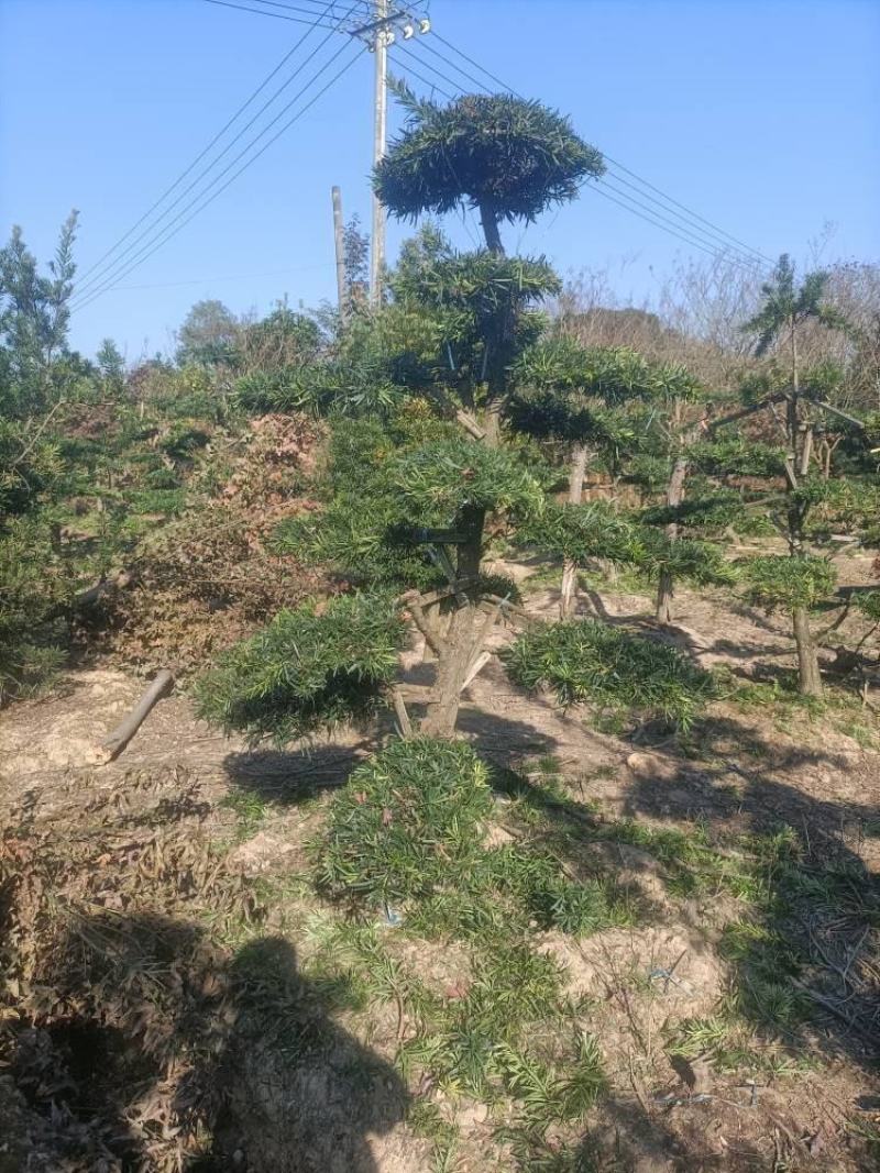 绿化苗木（造型罗汉松桩，罗汉松全冠树）