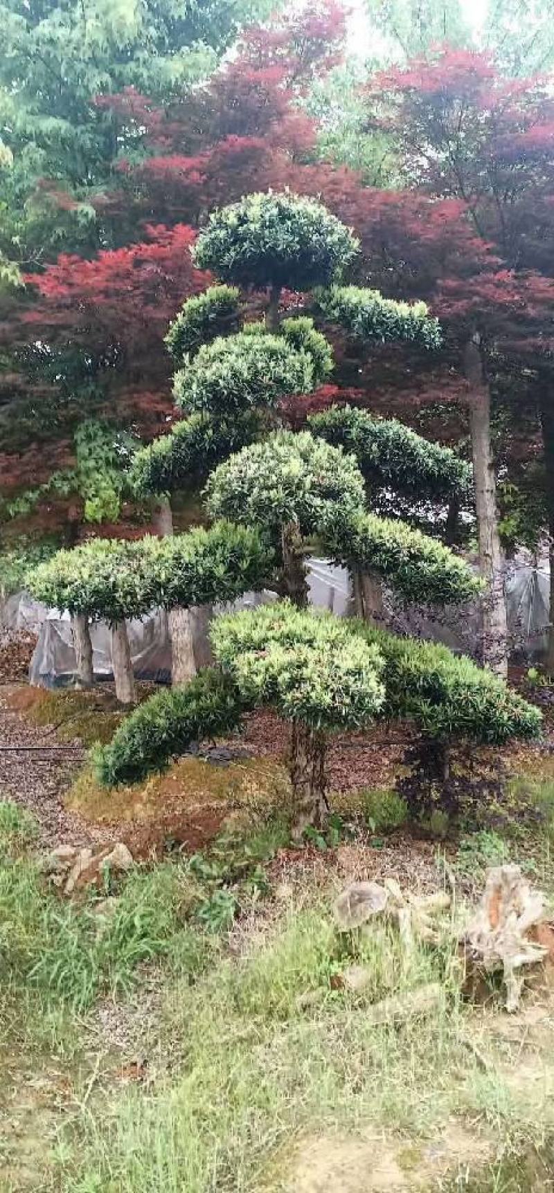 绿化苗木（造型罗汉松桩，罗汉松全冠树）