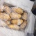山东大量新鲜荷兰十五土豆，表光好，个头大，无虫大量有货