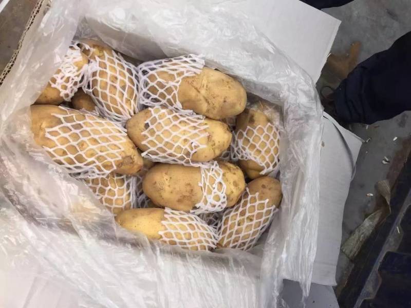 山东大量新鲜荷兰十五土豆，表光好，个头大，无虫大量有货