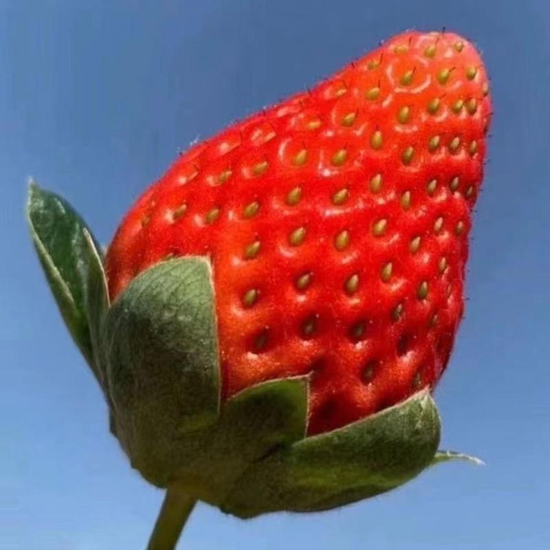 【草莓批发】大凉山露天冬草莓基地直发保质保量