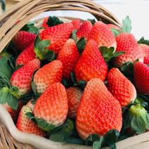 【草莓批发】大凉山露天冬草莓基地直发保质保量