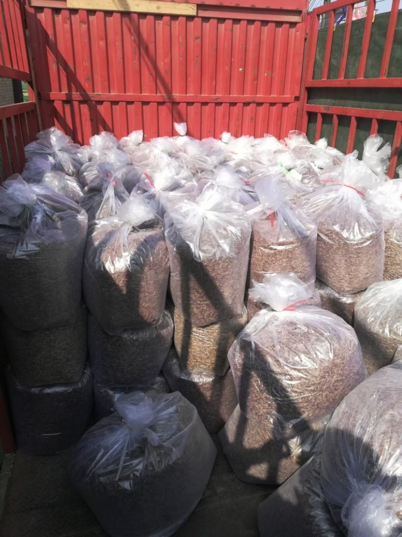 黑水虻微波干虫宠物饲料蛋白质养殖基地直供品相优质出口级别