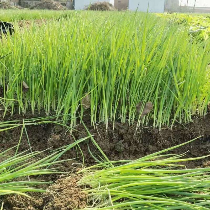 长白葱苗富平黄绵地长白葱苗，栽培的大葱白多叶少
