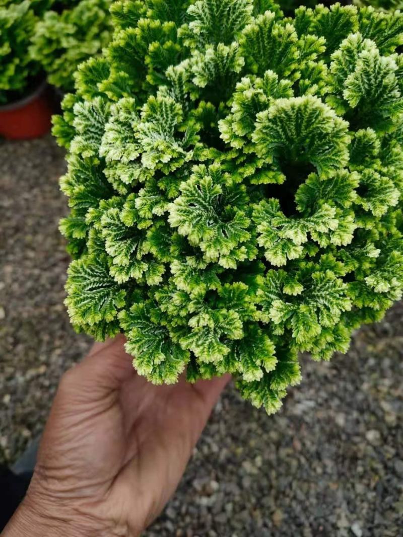 卷柏绿化工程花卉苗木花镜专用