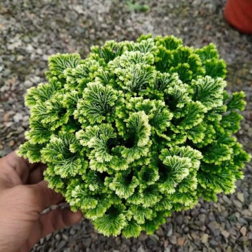 卷柏绿化工程花卉苗木花镜专用
