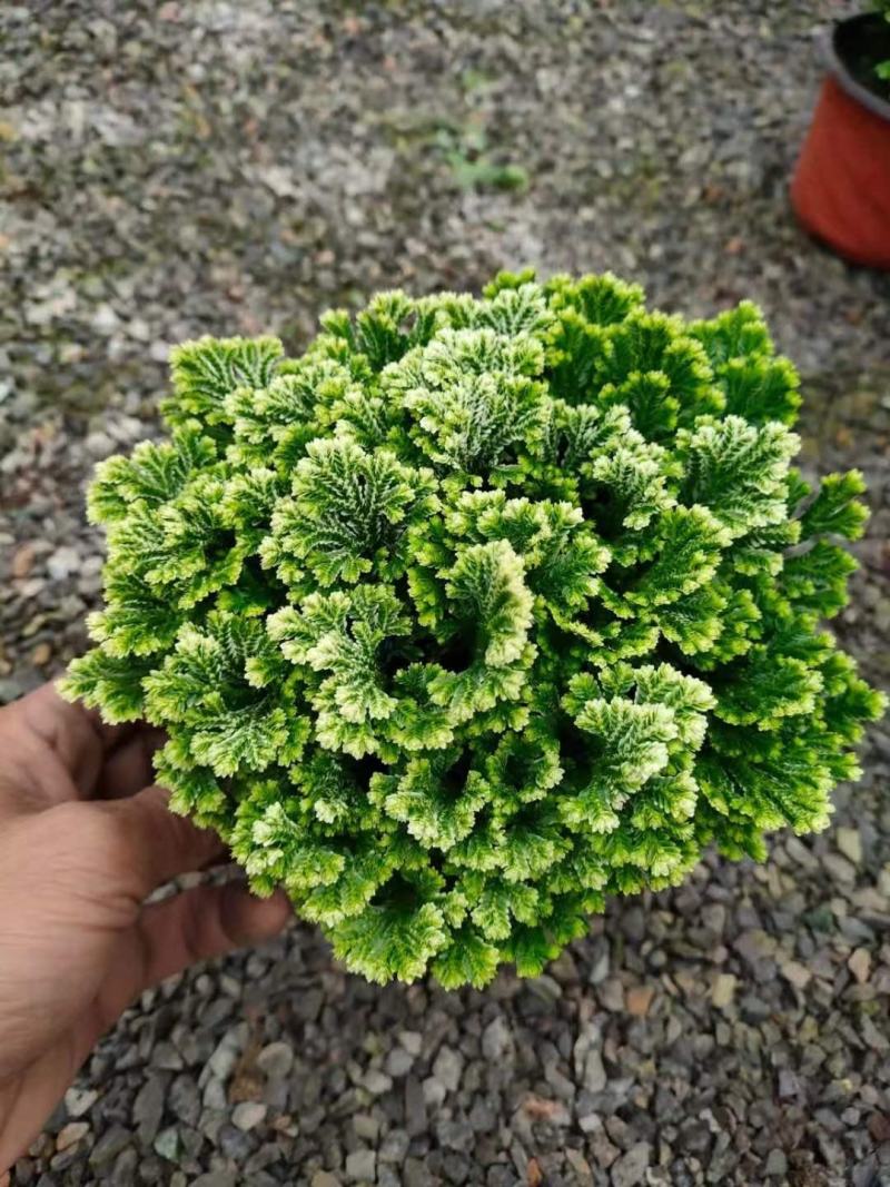 卷柏绿化工程花卉苗木花镜专用